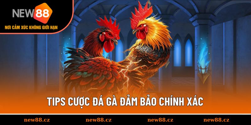 Tips cược đá gà đảm bảo chính xác