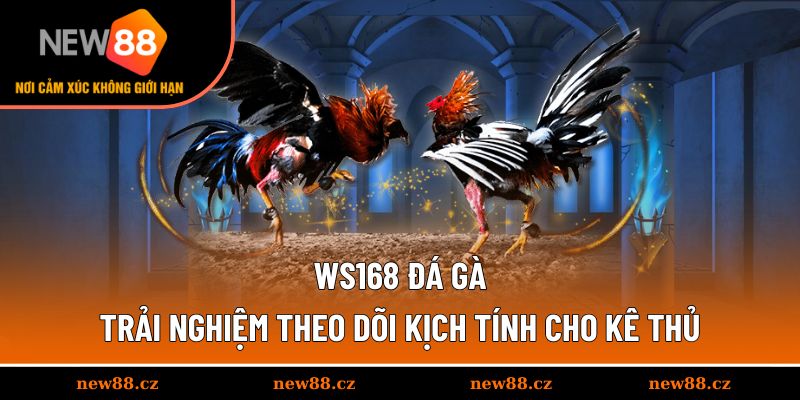 Ws168 Đá Gà - Trải Nghiệm Theo Dõi Kịch Tính Cho Kê Thủ