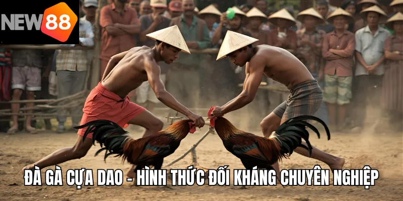 Đà Gà Cựa Dao – Hình Thức Đối Kháng Tốc Độ Chuyên Nghiệp